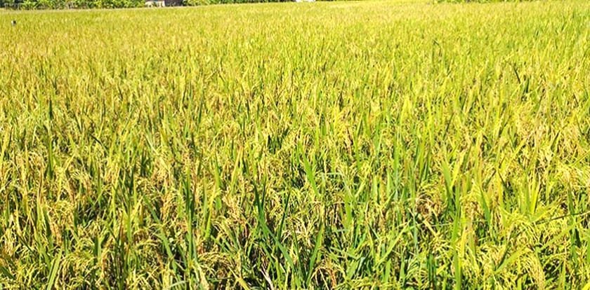 হাতিয়ায় আমনের বাম্পার ফলন—সোনালি ধানে মুখর দ্বীপাঞ্চল, আনন্দে কৃষকেরা